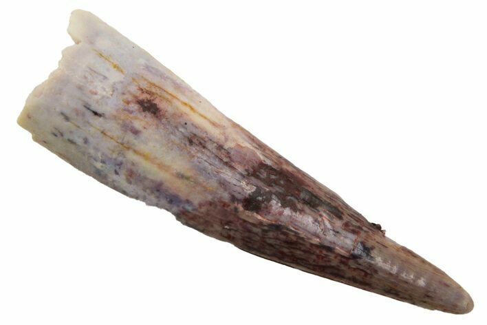 Fossil Pterosaur (Siroccopteryx) Tooth - Morocco #228849